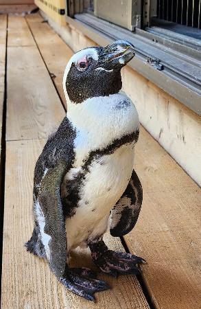 日間賀島で開かれていた動物との触れ合いイベントで逃げ出し、４０キロ以上離れた海岸近くで保護されたケープペンギンの雌「ペン」＝８日、愛知県常滑市（劇団ペンターズ提供）