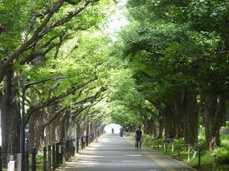 東京・明治神宮外苑のシンボルとなっているイチョウ並木＝６月