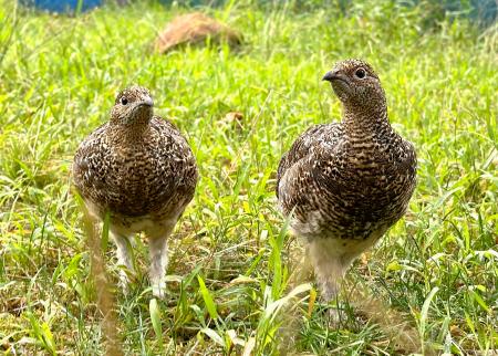 中央アルプス駒ケ岳で放鳥されるニホンライチョウのひな２羽＝１２日、栃木県那須町（那須どうぶつ王国提供）