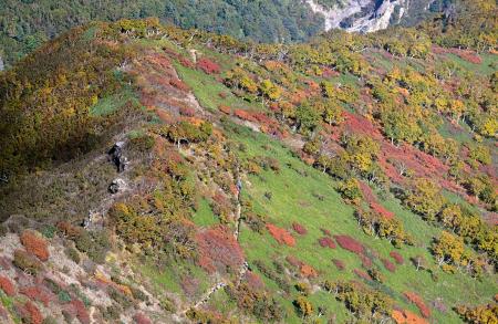 木々が秋色に染まった北海道・大雪山系の黒岳の登山道付近＝２３日（共同通信社ヘリから）