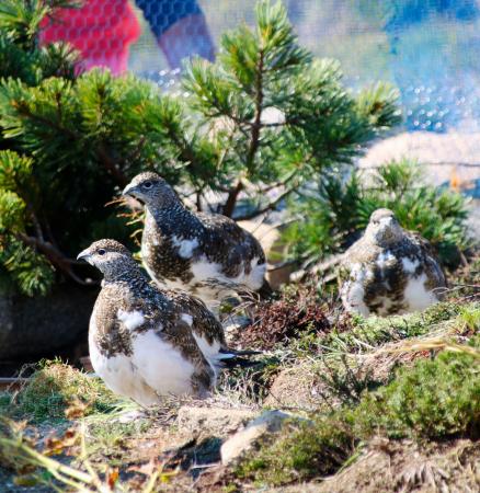 放鳥されたニホンライチョウのひな＝２３日、長野県の中央アルプスの駒ケ岳山頂付近（環境省提供）