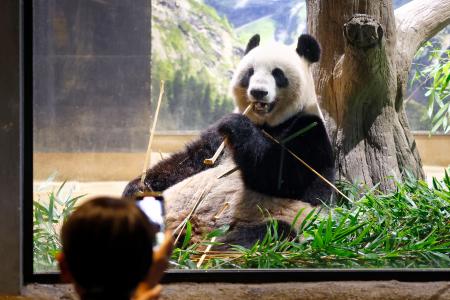 　最終観覧日を迎え、多くの来園者の前に姿を見せたジャイアントパンダのシンシン＝２８日午前、東京・上野動物園