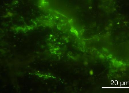 ２０億年前の地層から見つかった微生物。緑色に着色されている（東京大提供）