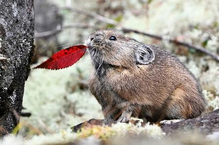 北海道の山岳地帯にだけ生息する、準絶滅危惧種のエゾナキウサギが鹿追町の然別湖近くで姿を現した。岩の上を素早く動き回ったり、木の葉を食べたりとかわいらしい姿を見せていた。秋の間に餌を集め巣穴で冬を越すという＝５日午前