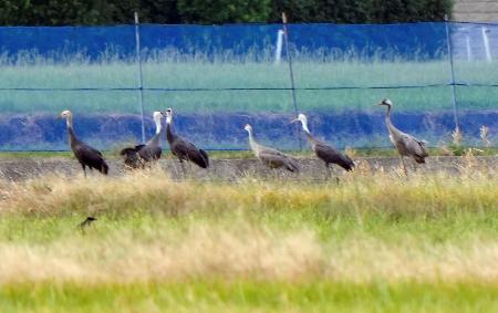 出水平野に飛来したナベヅルなどのツル＝１８日午後、鹿児島県出水市（ツル博物館クレインパークいずみ提供）