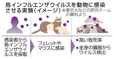 鳥インフルエンザウイルスを動物に感染させる実験（イメージ）