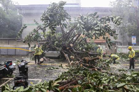 　３１日、台湾北部・新北市で、台風の影響で倒れた街路樹（中央通信社＝共同）