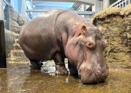 国内最高齢の４９歳で死んだ、札幌市円山動物園が飼育していた雌のカバ「ザン」（同園提供）