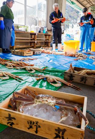 富山県以西の日本海で漁が解禁され、兵庫県豊岡市の津居山港に水揚げされたズワイガニ＝６日午前