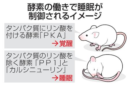 酵素の働きで睡眠が制御されるイメージ