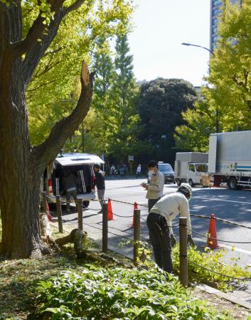 枝が折れたイチョウ＝７日午後、東京・明治神宮外苑