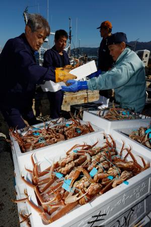 石川県輪島市の輪島港に水揚げされたズワイガニ。能登半島地震後初めて出荷された＝８日午前