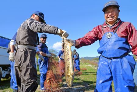 福島県楢葉町の木戸川で行われた合わせ網漁でかかったサケ＝１１日午前