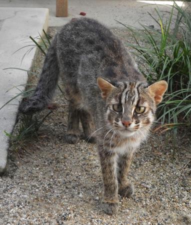 京都市動物園のメスのツシマヤマネコ「さすな」＝８月（京都市動物園提供）