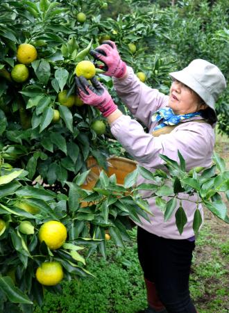 和歌山県北山村で始まったかんきつ類「ジャバラ」の収穫＝１４日午前