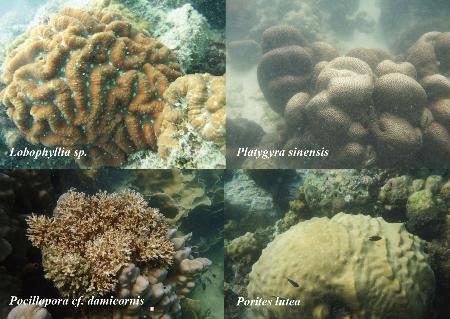 研究チームが調査した４種類のサンゴ（研究チーム提供）