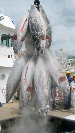 水揚げされるメバチマグロ