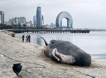 ＣＯＰ２９が開かれているアゼルバイジャン・バクーのカスピ海沿岸に置かれたクジラの巨大模型＝１７日（共同）