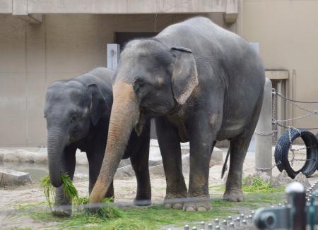 親子で寄り添うアジアゾウ＝３０日午前、福岡市動物園