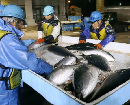 水揚げされた寒ブリを仕分ける漁師＝２日午前、石川県能登町の宇出津港