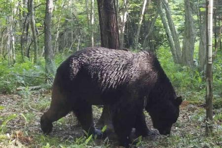 北海道標茶町で撮影されたヒグマ＝２０２３年６月（同町提供）