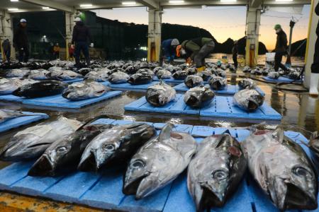 勝浦地方卸売市場の初市に並んだマグロ＝４日午前、和歌山県那智勝浦町