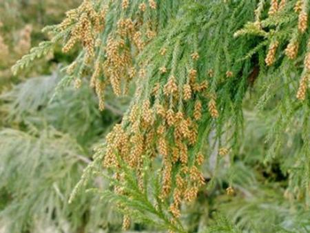 花粉を付けたスギ（森林総合研究所林木育種センター提供）